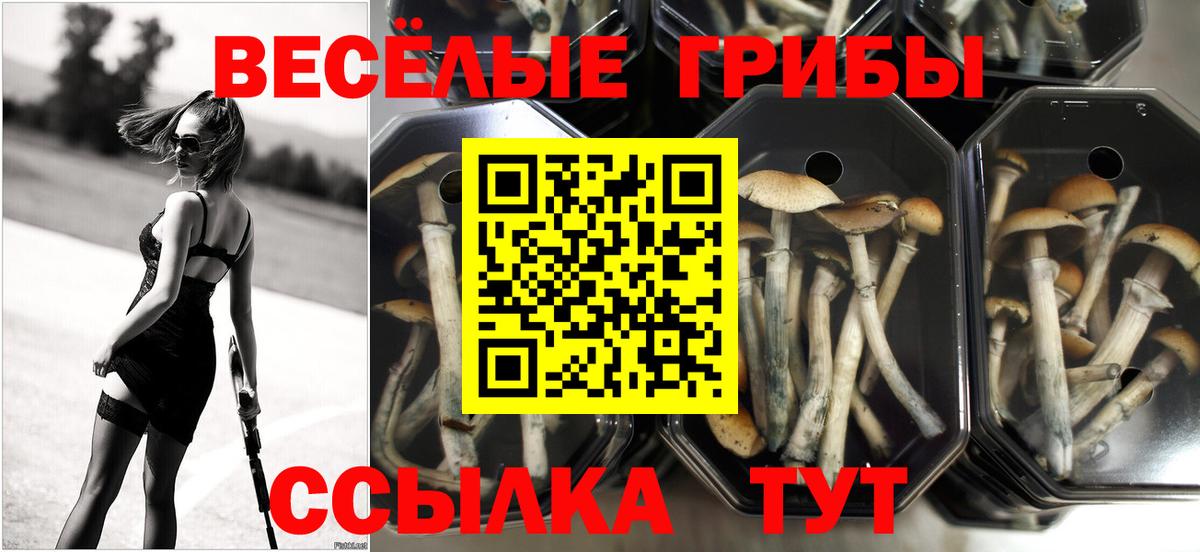 Черкесск  Псилоцибиновые грибы MAGIC MUSHROOMS  Вход с VPN 